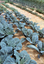 Weed Control Strategies Image